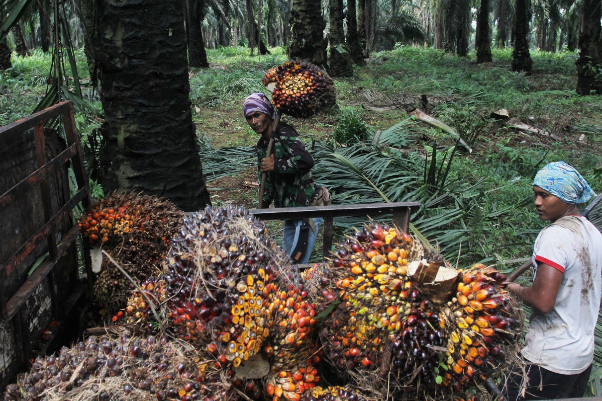 Kadin Dorong Penguatan Aliansi dengan Negara Produsen Sawit  